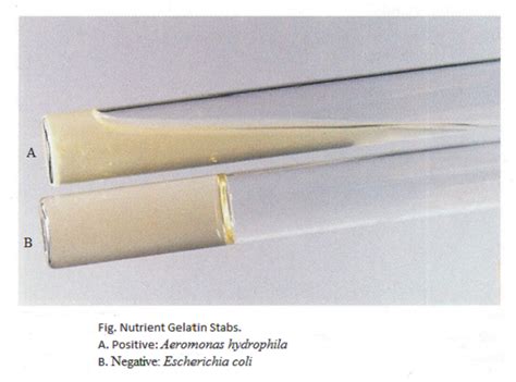 Testing and comparison of puncturing forces for gelatin and 